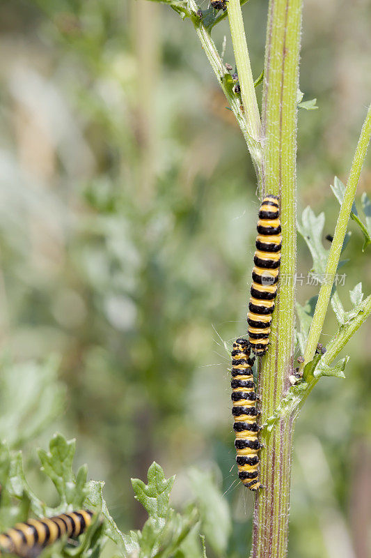 朱砂蛾(Tyria jacobaea)毛虫